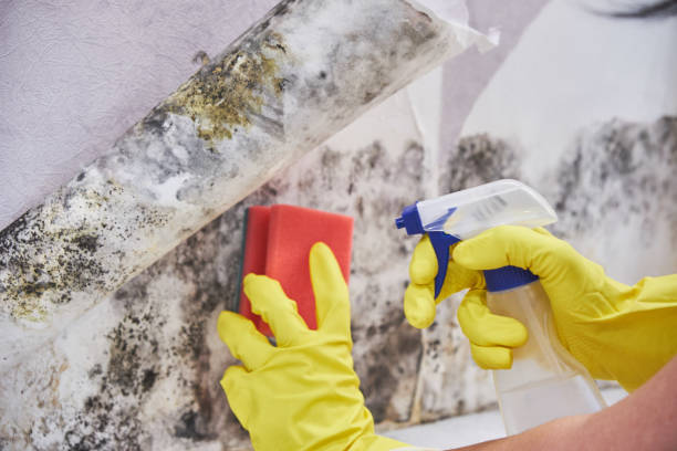 Best Water Damage & Mold Remediation  in Bellingham, WA